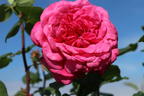 Edelrose 'Duftrausch' ® - Rosa 'Duftrausch' ®