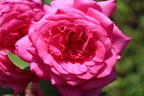 Edelrose 'Duftrausch' ® - Rosa 'Duftrausch' ®