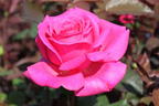 Edelrose 'Duftrausch' ® - Rosa 'Duftrausch' ®