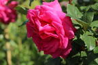 Edelrose 'Duftrausch' ® - Rosa 'Duftrausch' ®