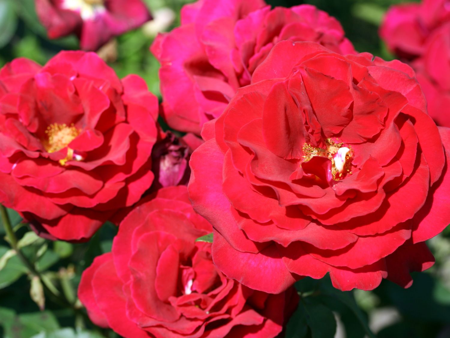 Edelrose 'Duftzauber 84' ® - Rosa 'Duftzauber 84' ®
