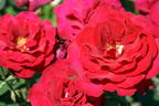 Edelrose 'Duftzauber 84' ® - Rosa 'Duftzauber 84' ®