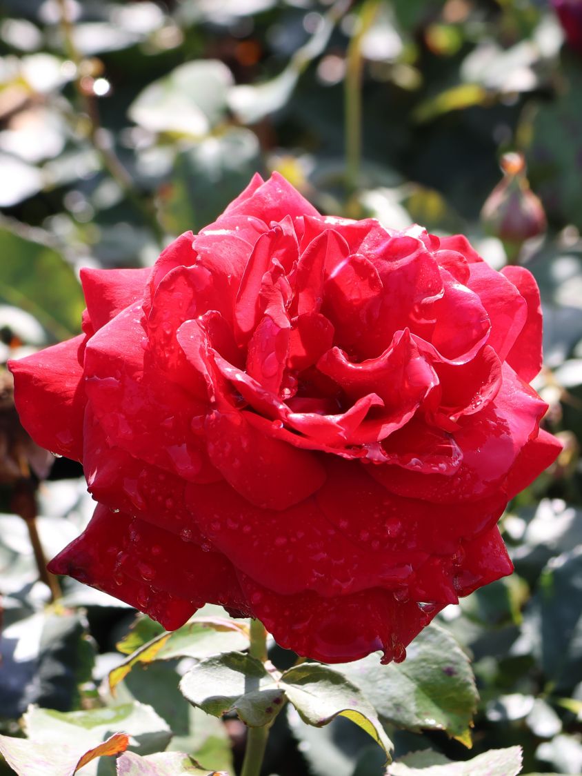 Edelrose 'Duftzauber 84' ® - Rosa 'Duftzauber 84' ®