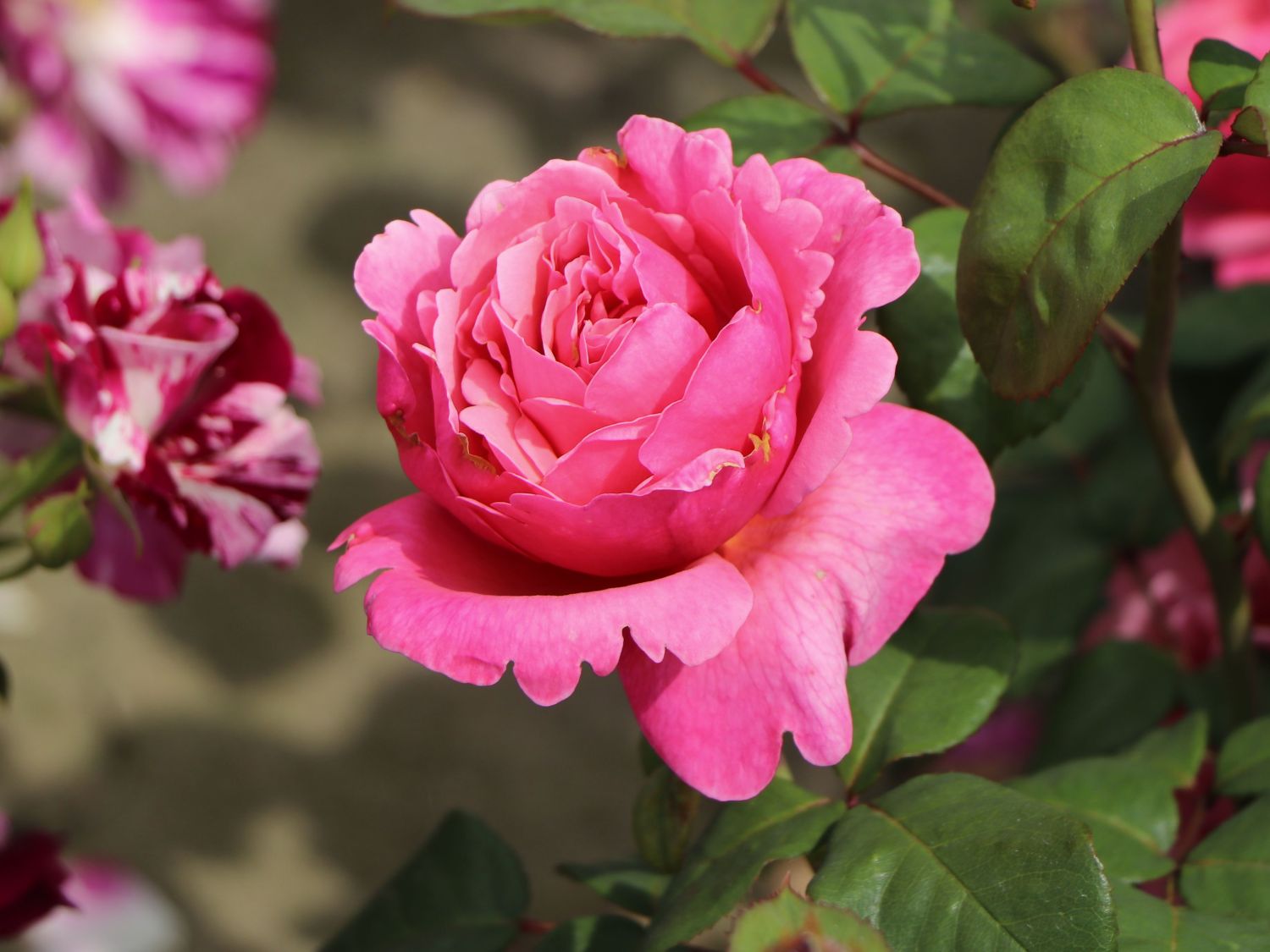 Edelrose 'Elbflorenz'