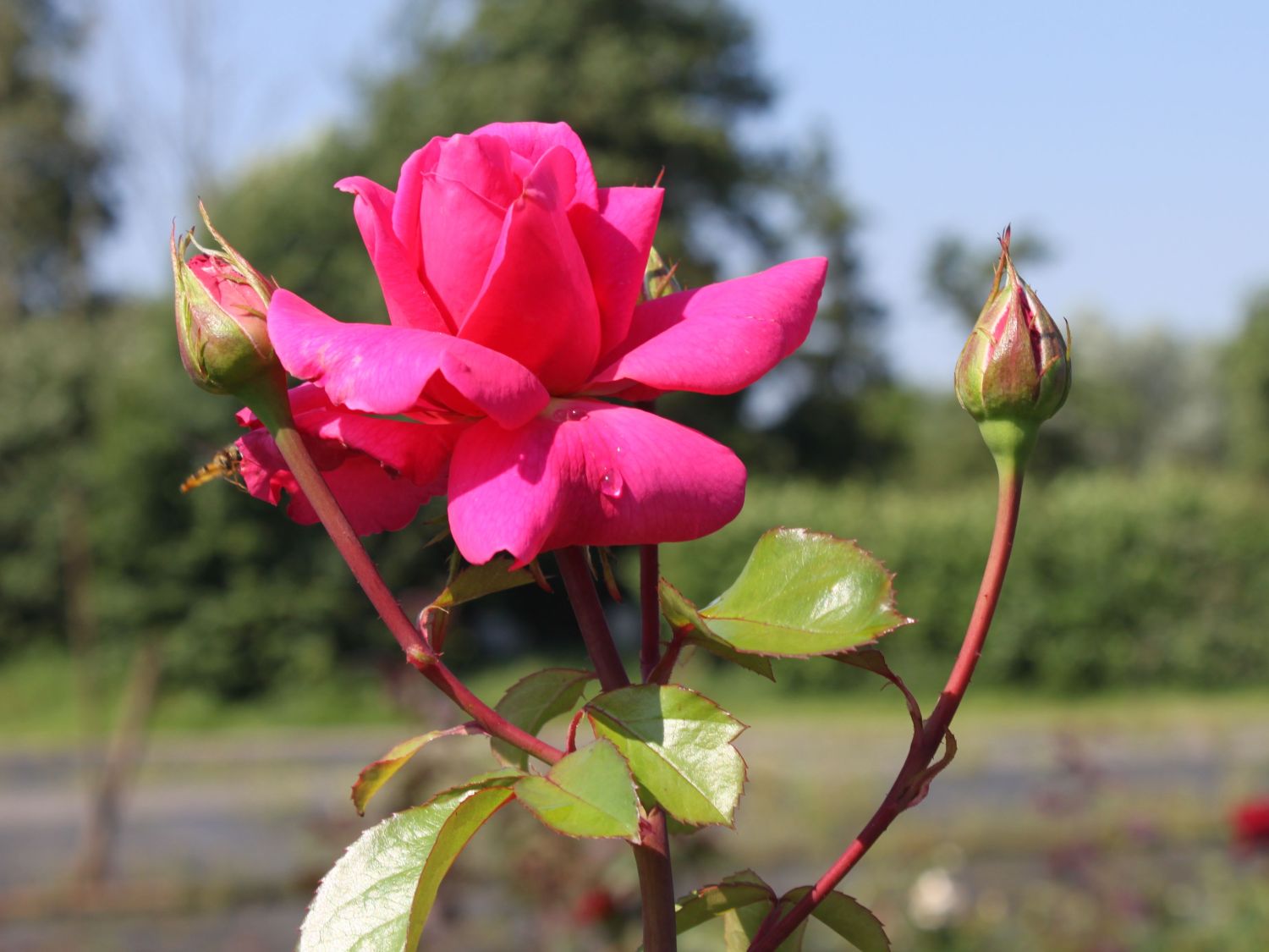 Edelrose 'Eliza' ® - Rosa 'Eliza' ® ADR-Rose