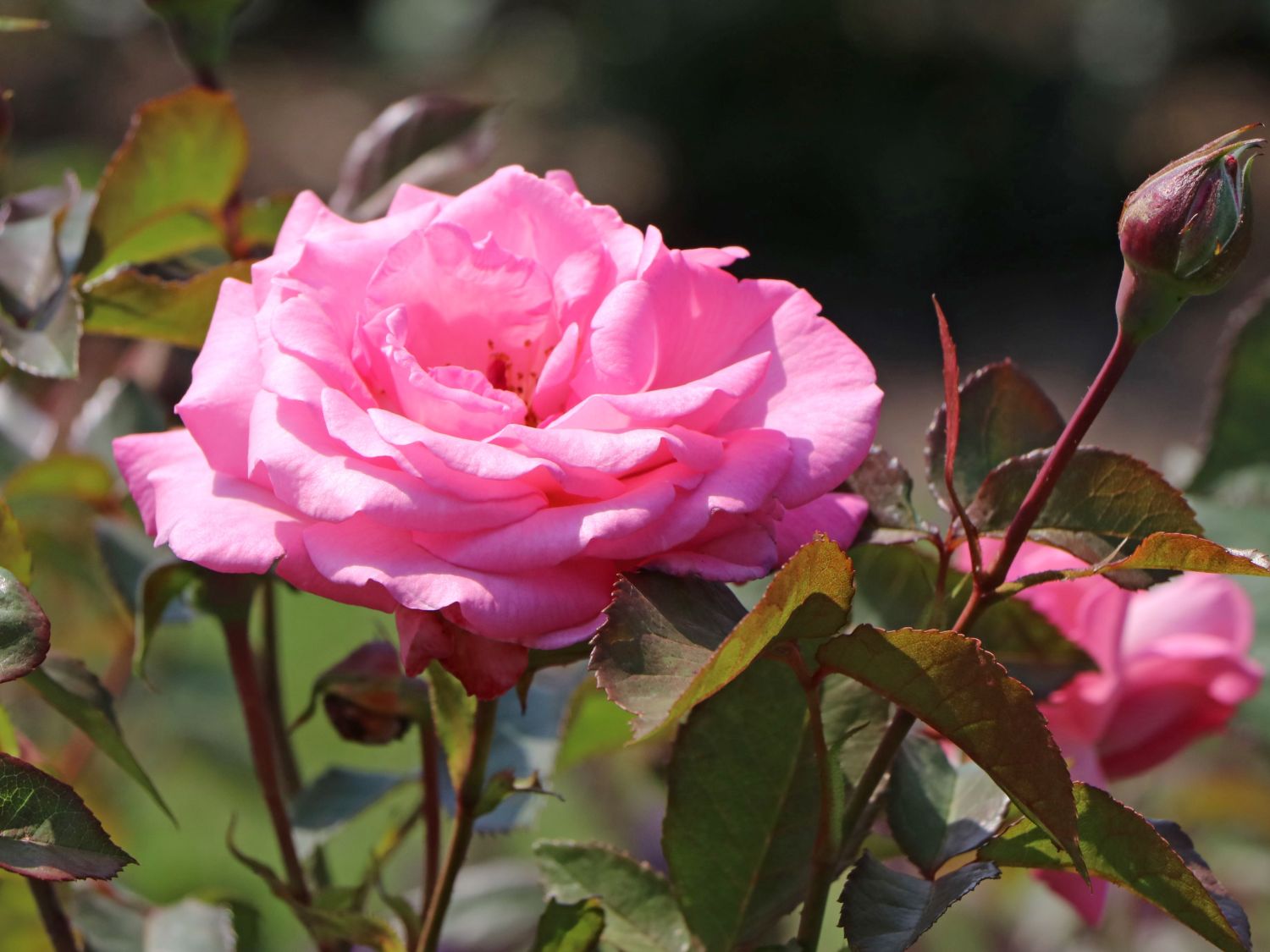 Edelrose 'Eliza' ® - Rosa 'Eliza' ® ADR-Rose