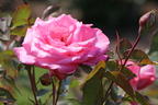 Edelrose 'Eliza' ® - Rosa 'Eliza' ® ADR-Rose