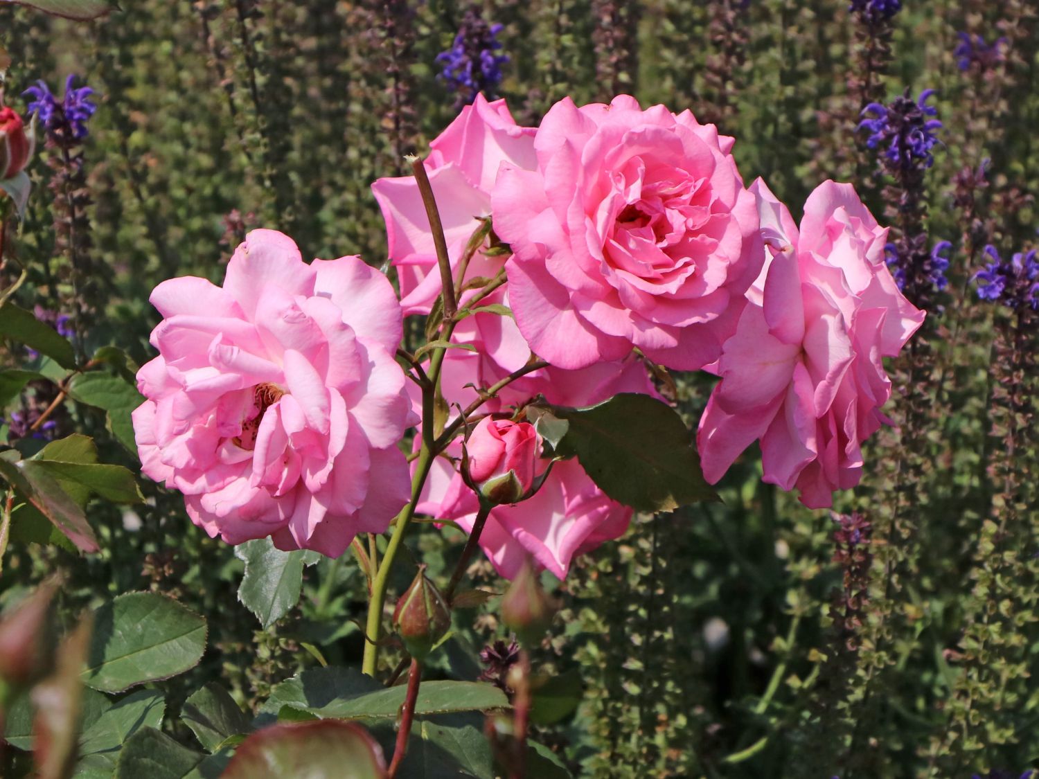 Edelrose 'Eliza' ® - Rosa 'Eliza' ® ADR-Rose