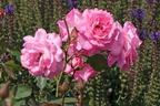 Edelrose 'Eliza' ® - Rosa 'Eliza' ® ADR-Rose