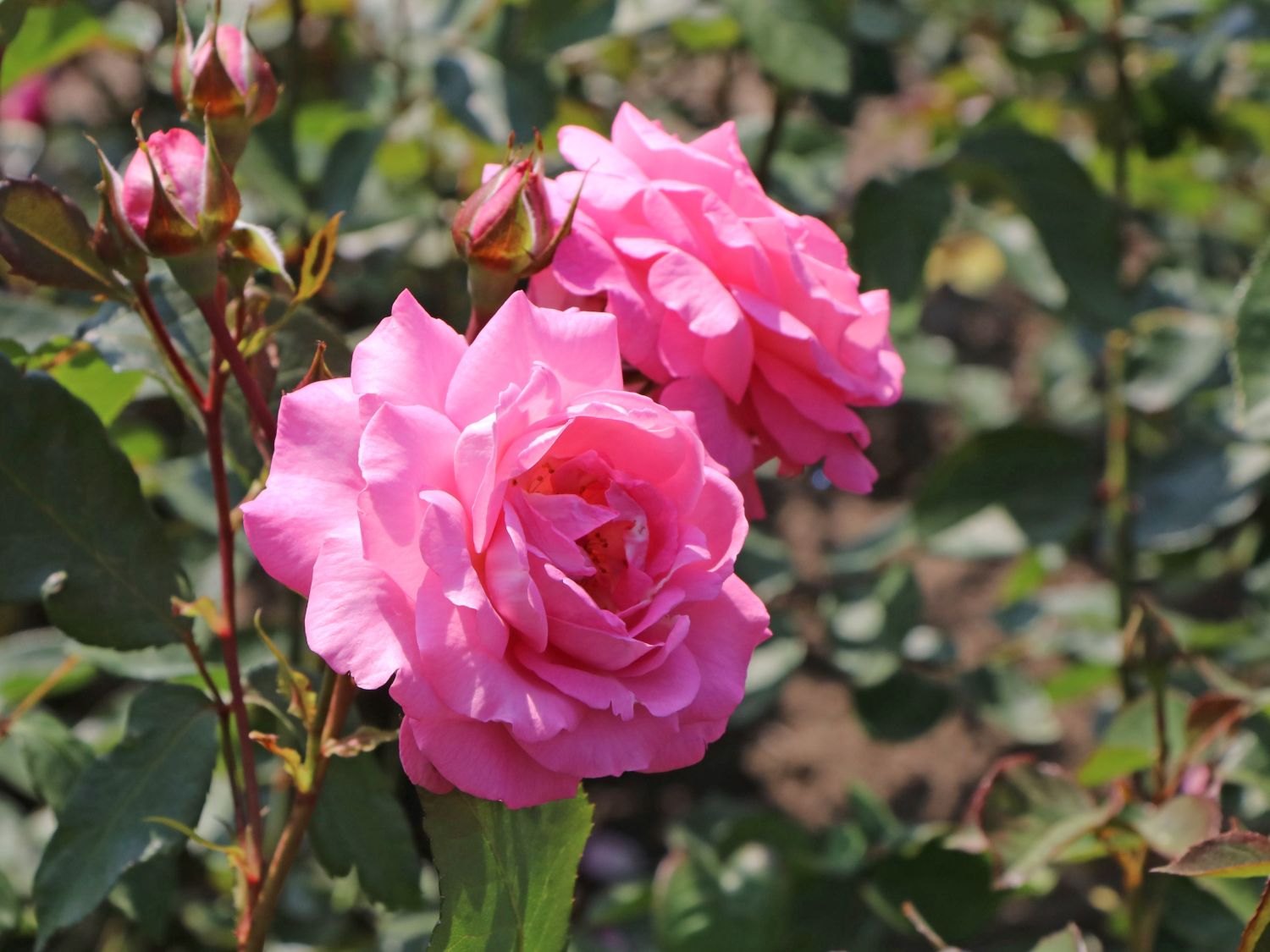 Edelrose 'Eliza' ® - Rosa 'Eliza' ® ADR-Rose