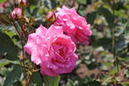 Edelrose 'Eliza' ® - Rosa 'Eliza' ® ADR-Rose