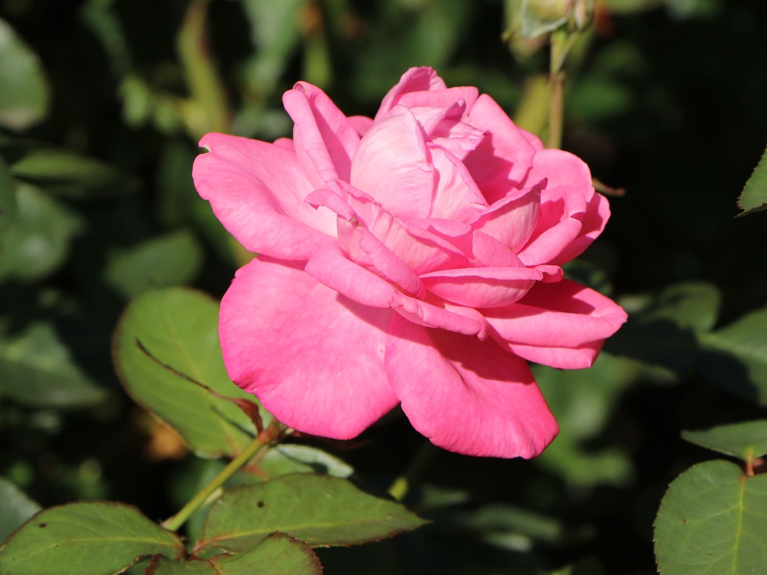 Edelrose 'Eliza' ® - Rosa 'Eliza' ® ADR-Rose