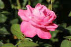 Edelrose 'Eliza' ® - Rosa 'Eliza' ® ADR-Rose