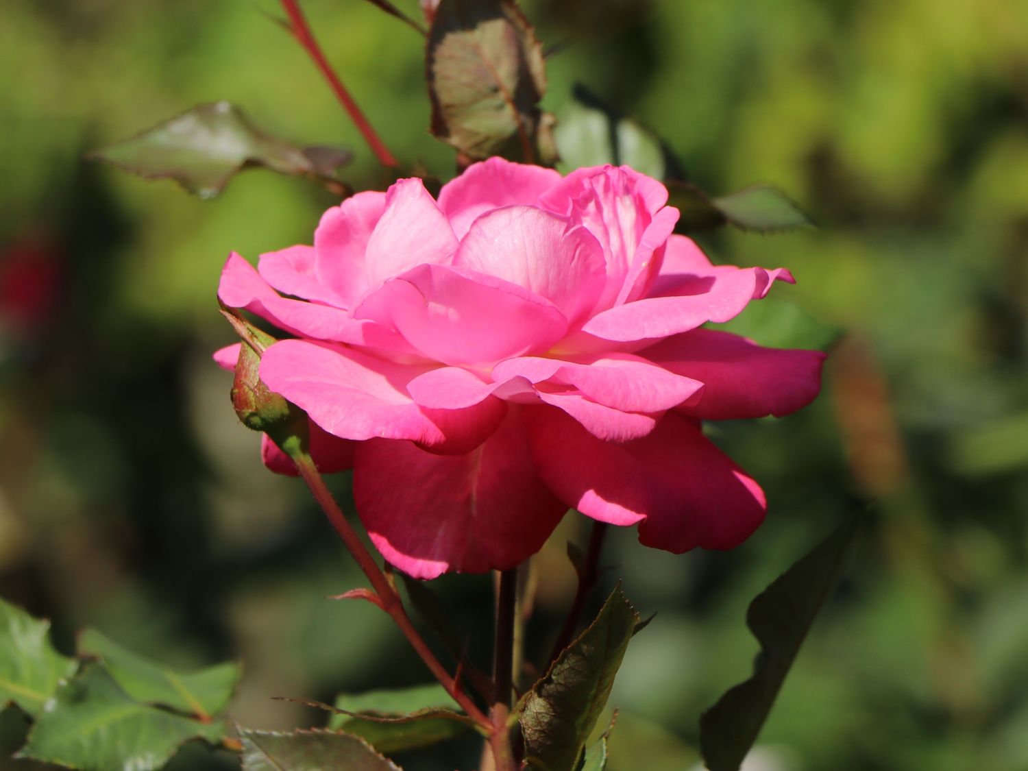 Edelrose 'Eliza' ® - Rosa 'Eliza' ® ADR-Rose