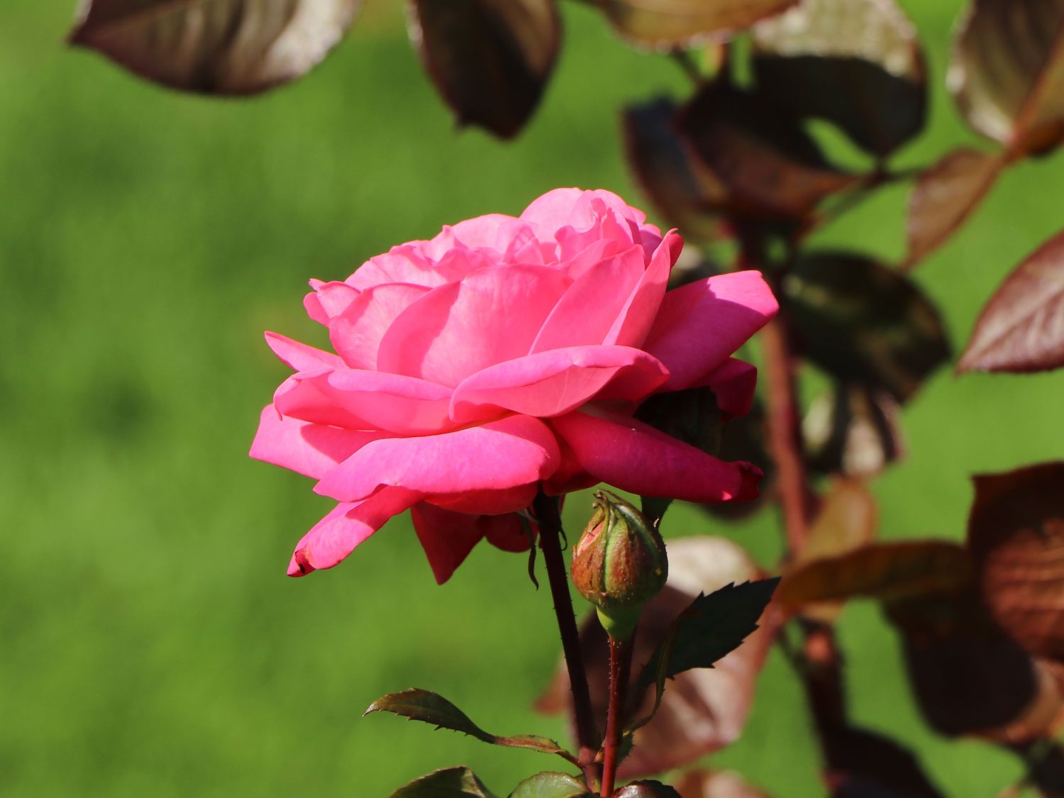 Edelrose 'Eliza' ® - Rosa 'Eliza' ® ADR-Rose