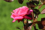 Edelrose 'Eliza' ® - Rosa 'Eliza' ® ADR-Rose
