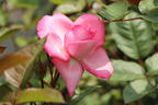 Edelrose 'Eliza' ® - Rosa 'Eliza' ® ADR-Rose