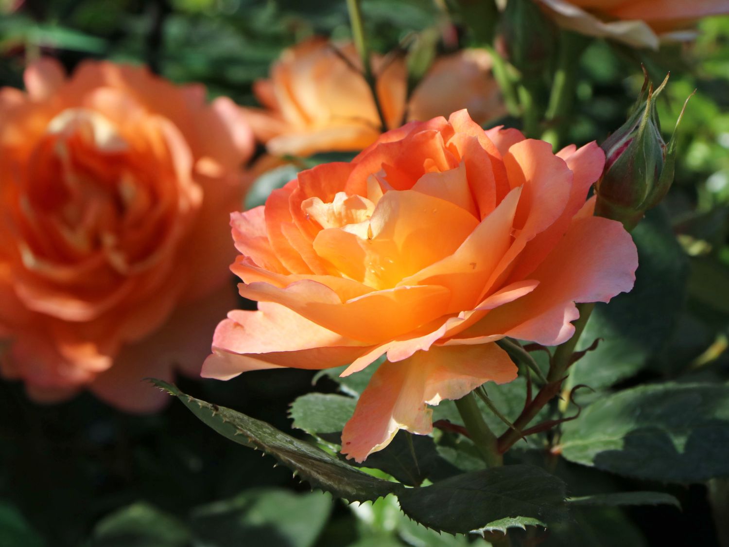 Edelrose 'Fairest Cape'