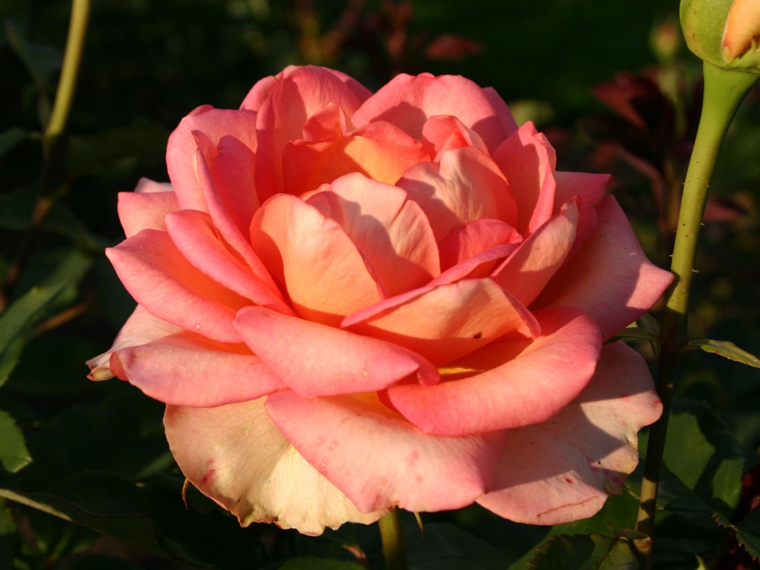 Edelrose Fantasia ® 'Mondiale' ®