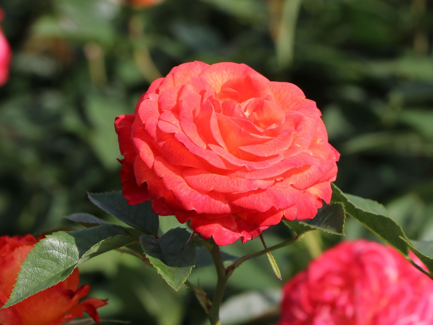 Edelrose 'Feurio' ®