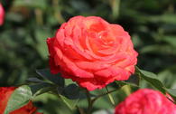 Edelrose 'Feurio' ®