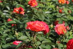 Edelrose 'Feurio' ® - Rosa 'Feurio' ® ADR-Rose