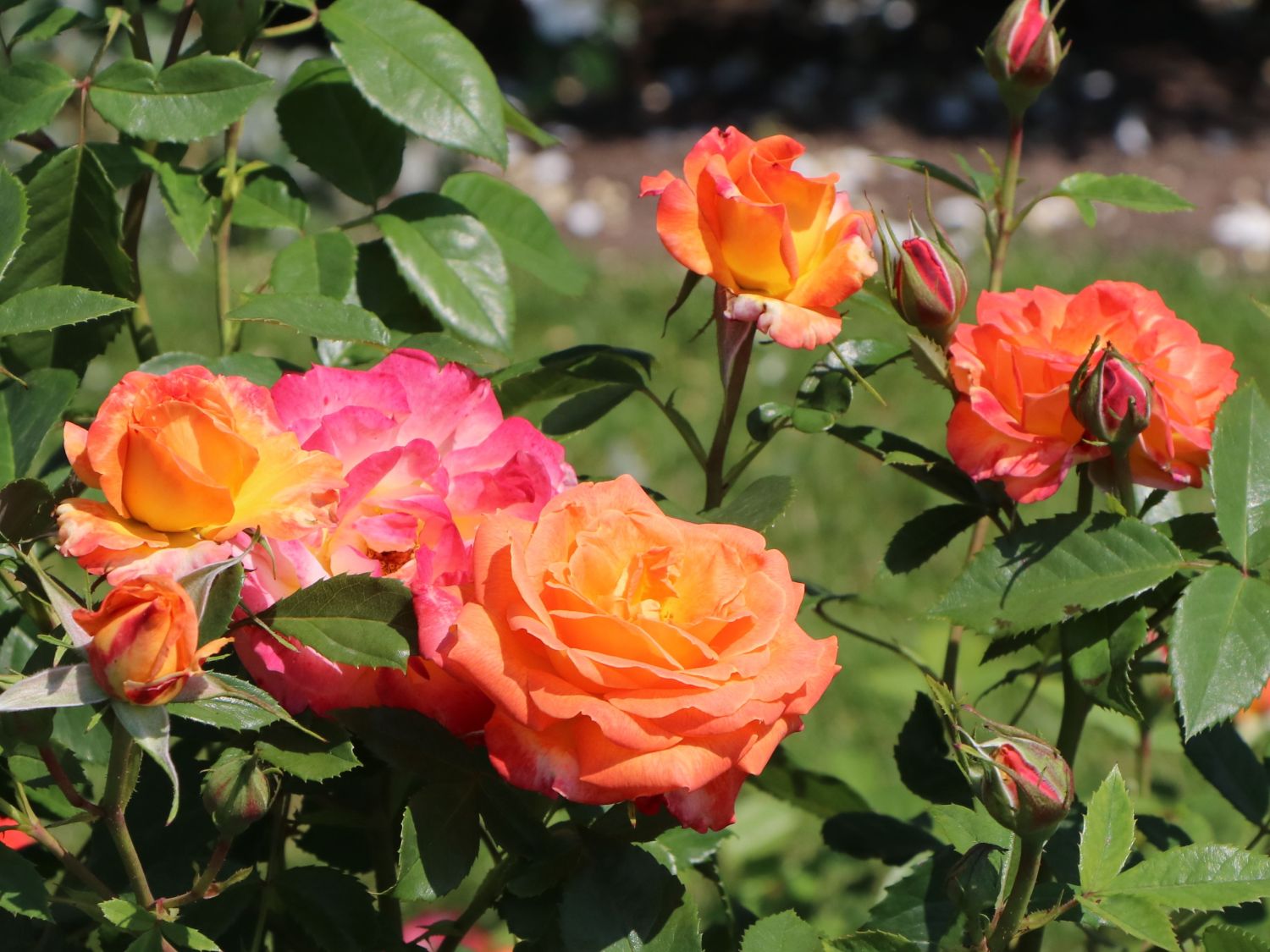 Edelrose 'Feurio' ® - Rosa 'Feurio' ® ADR-Rose