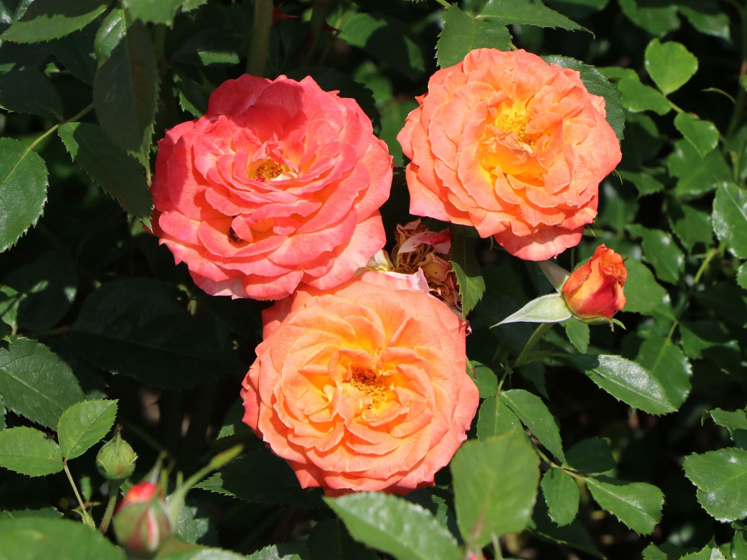 Edelrose 'Feurio' ® - Rosa 'Feurio' ® ADR-Rose