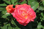 Edelrose 'Feurio' ® - Rosa 'Feurio' ® ADR-Rose