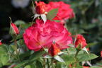 Edelrose 'Feurio' ® - Rosa 'Feurio' ® ADR-Rose