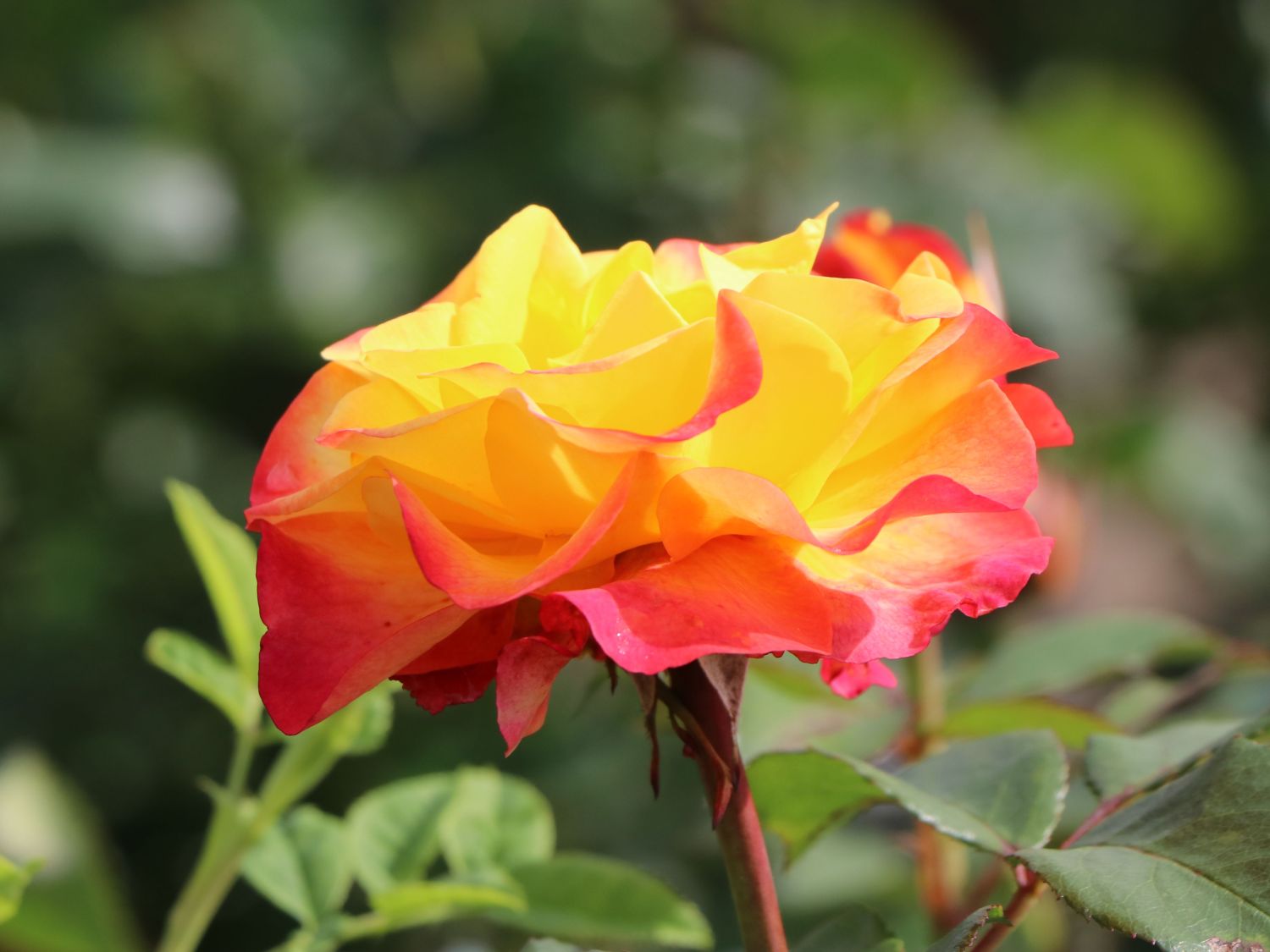 Edelrose 'Flaming Star' ®