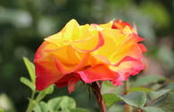 Edelrose 'Flaming Star' ®