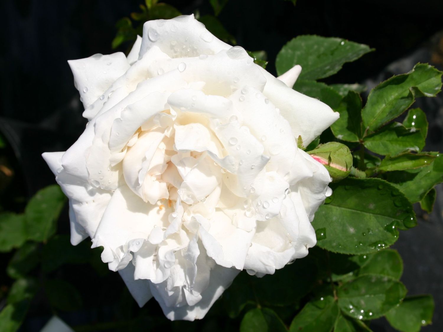 Edelrose 'Frau Karl Druschki'
