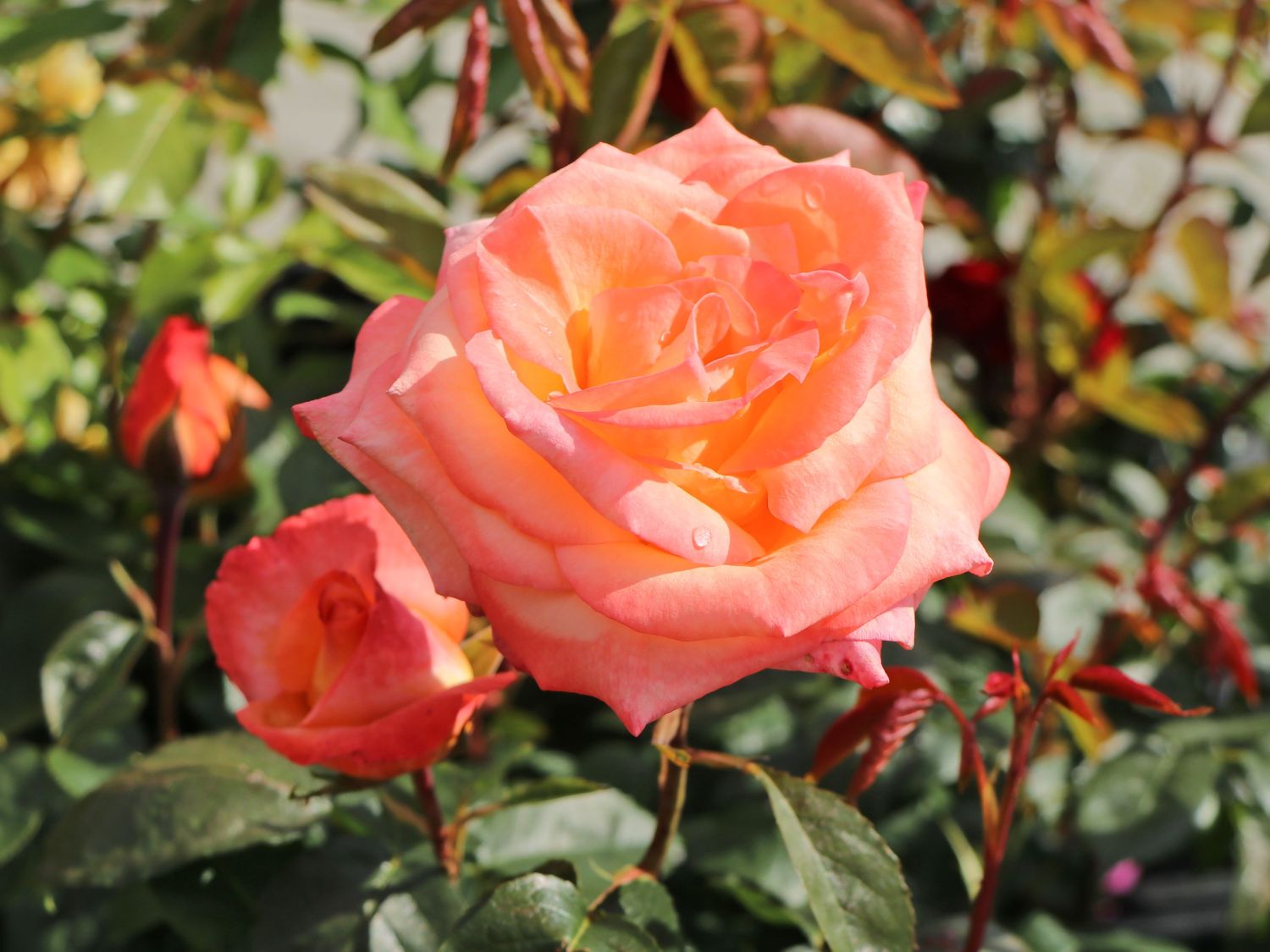 Edelrose 'Frohsinn' ®