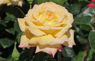 Edelrose 'Gloria Dei' / 'Peace'