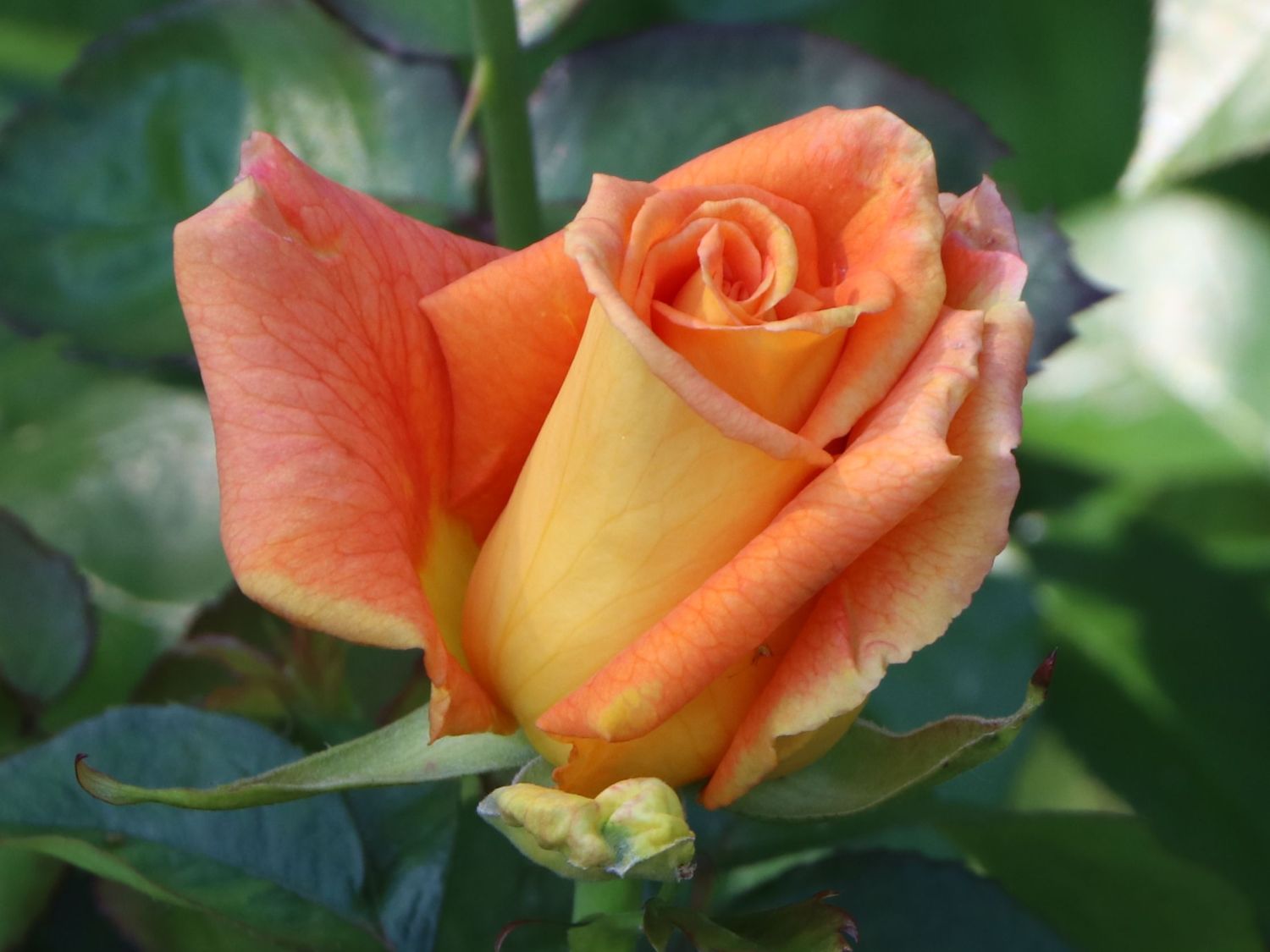 Edelrose 'Golden Monica' ®