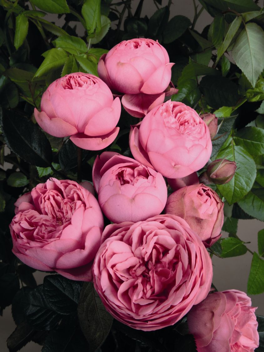 Edelrose 'Happy Piano' ® - Rosa 'Happy Piano' ®