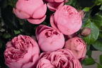 Edelrose 'Happy Piano' ® - Rosa 'Happy Piano' ®