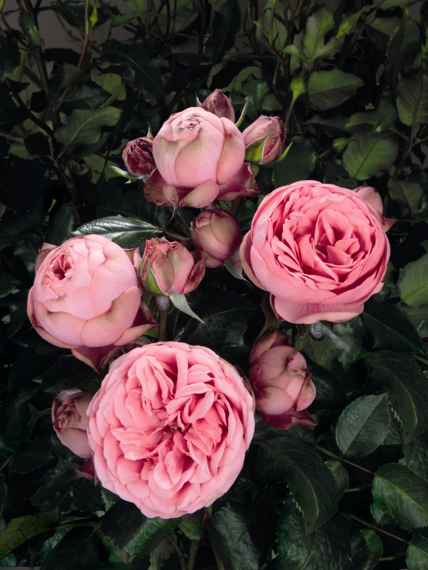 Edelrose 'Happy Piano' ® - Rosa 'Happy Piano' ®