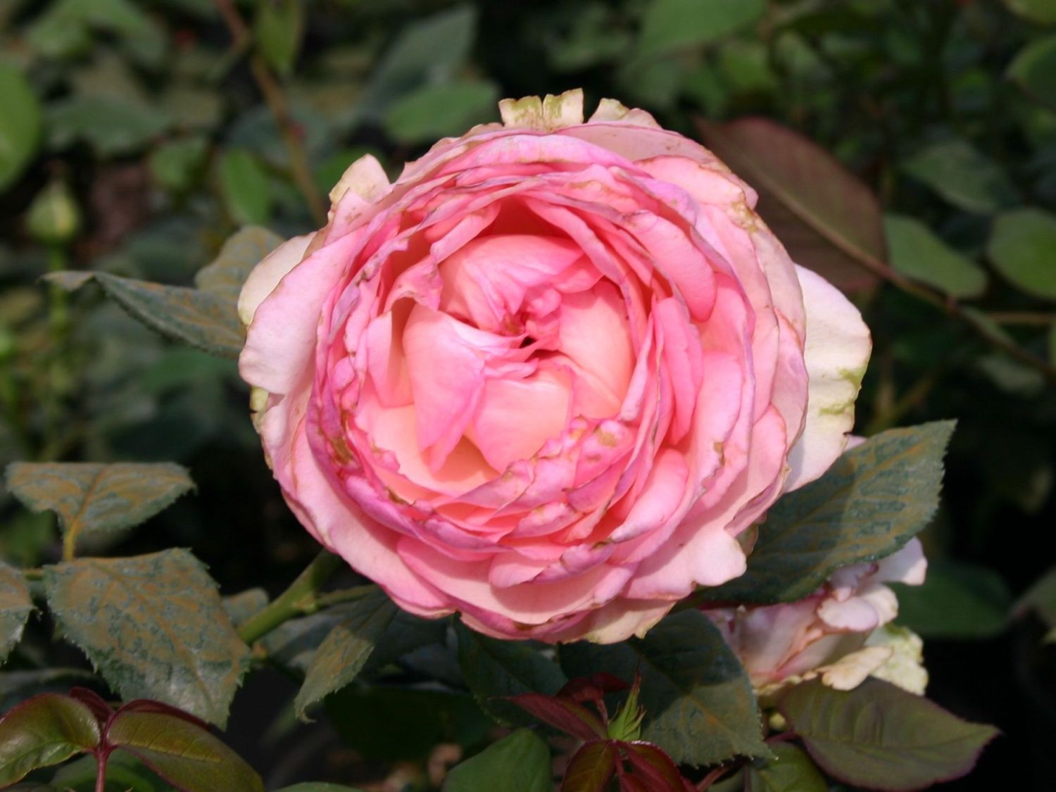 Edelrose 'Honore de Balzac' ®