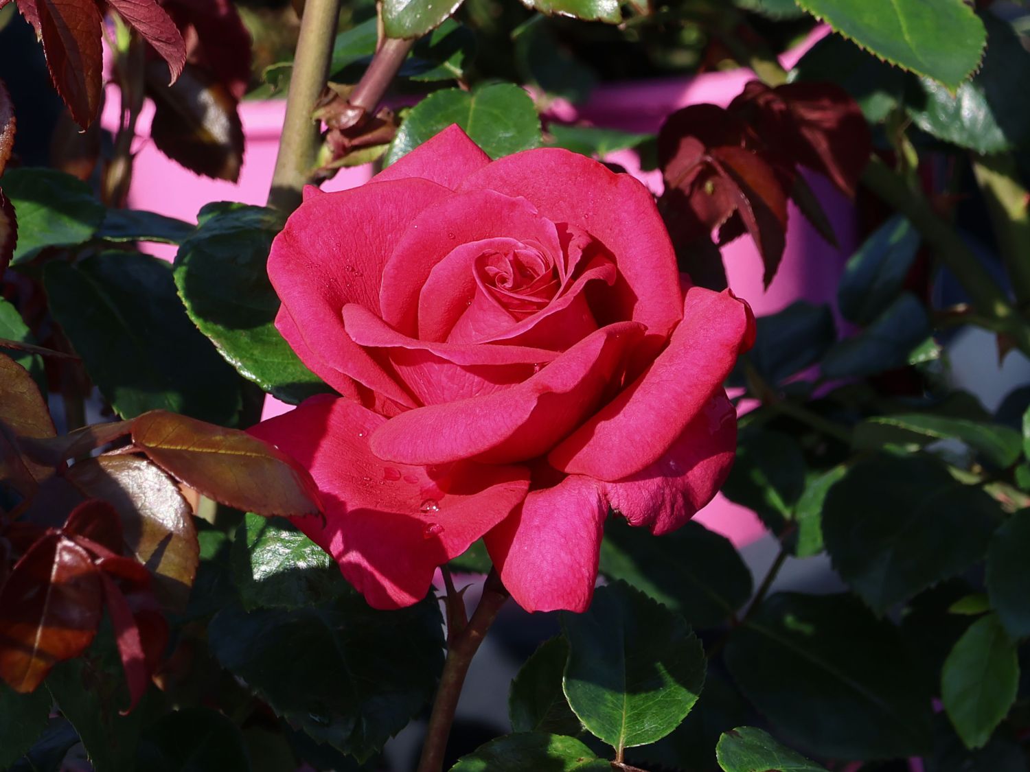 Edelrose 'Hot Lady' ®