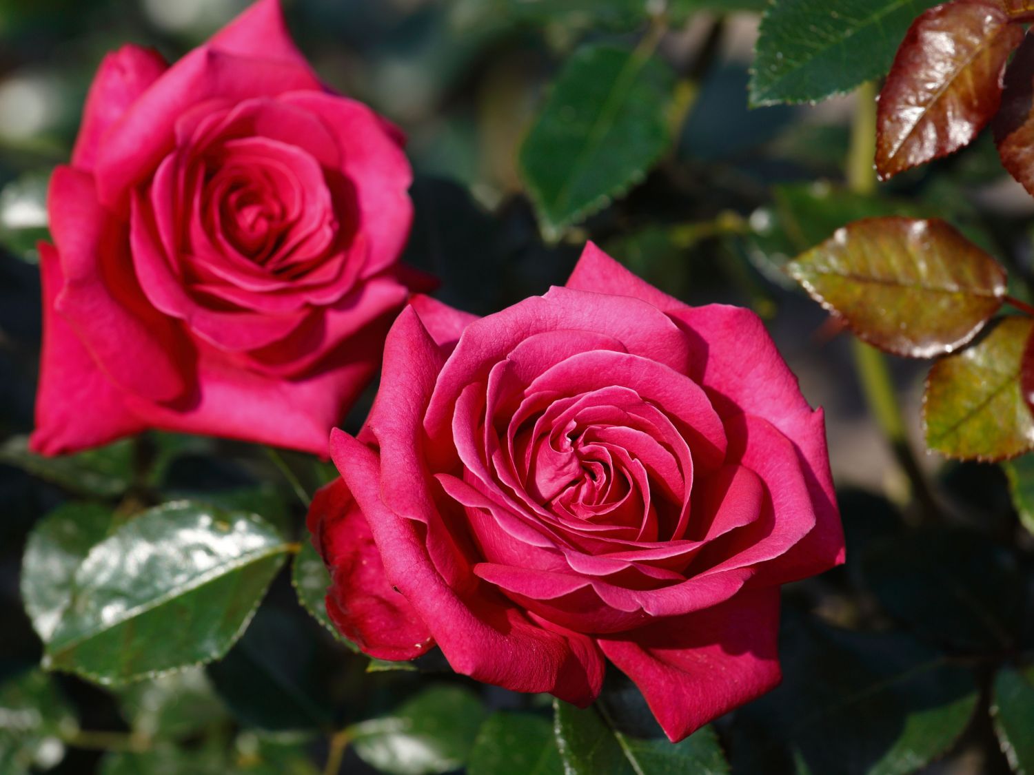 Edelrose 'Hot Lady' ® - Rosa 'Hot Lady' ®