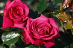 Edelrose 'Hot Lady' ® - Rosa 'Hot Lady' ®