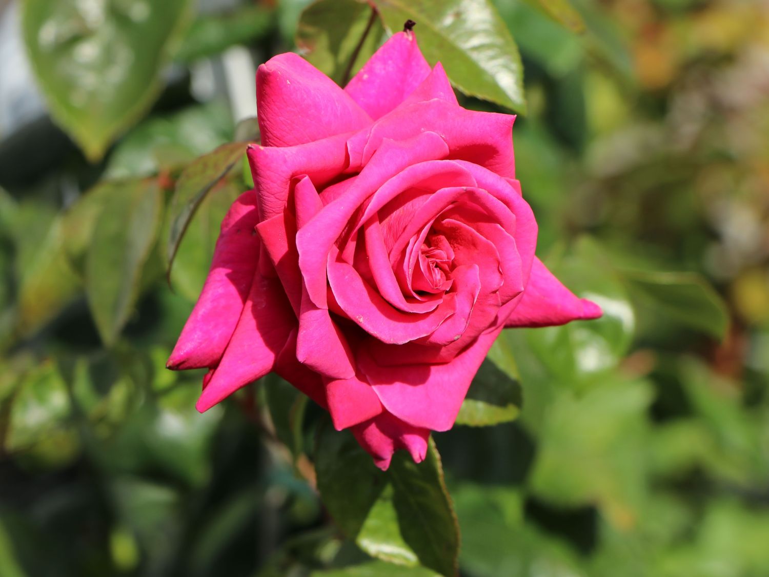 Edelrose 'Hot Lady' ® - Rosa 'Hot Lady' ®