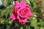 Edelrose 'Hot Lady' ® - Rosa 'Hot Lady' ®