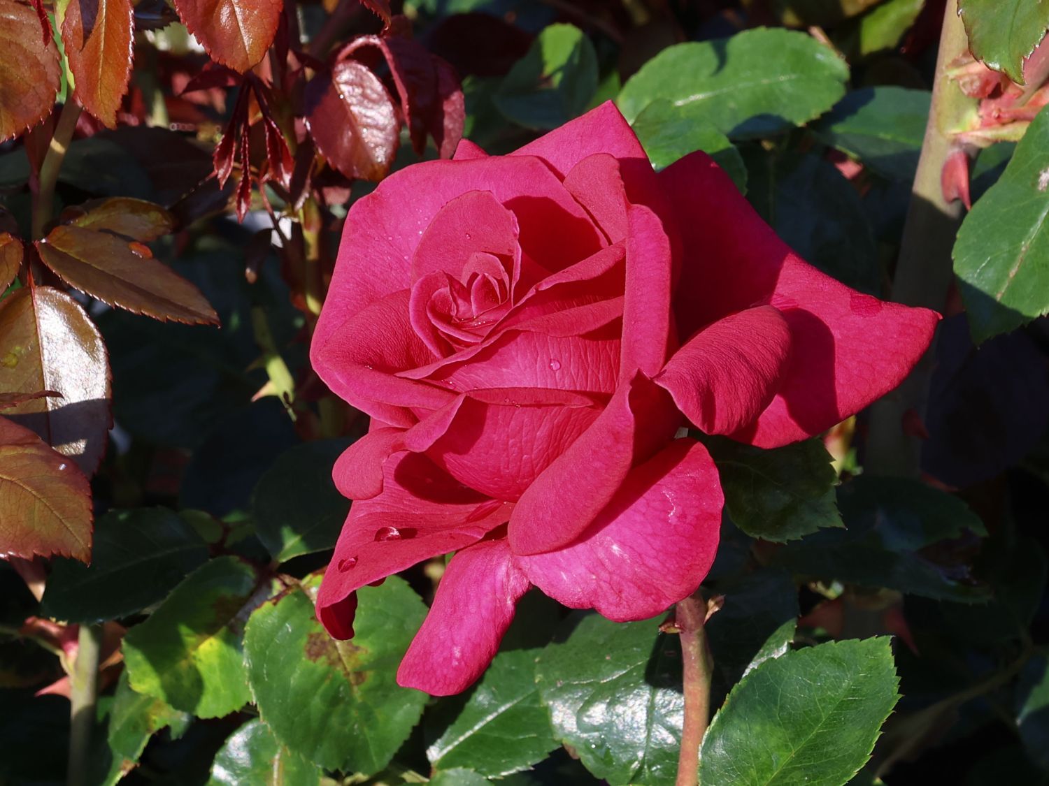 Edelrose 'Hot Lady' ® - Rosa 'Hot Lady' ®