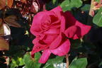 Edelrose 'Hot Lady' ® - Rosa 'Hot Lady' ®