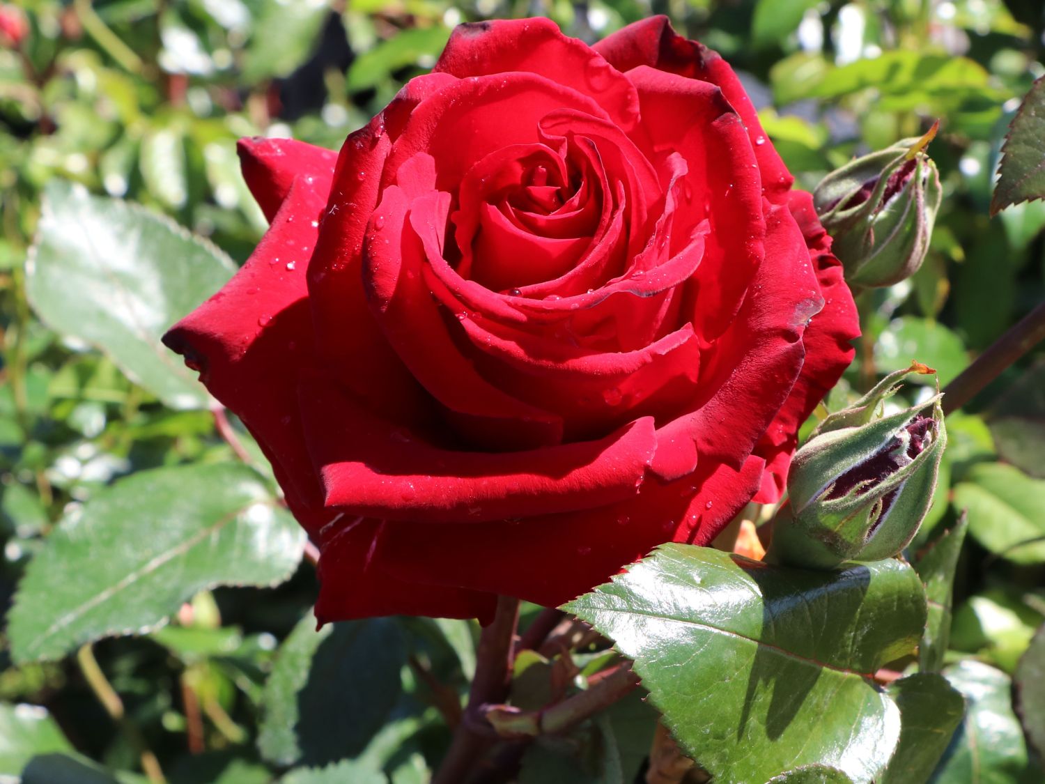 Edelrose 'Ingrid Bergman' ®