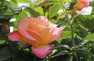 Edelrose 'Inspiration' ®