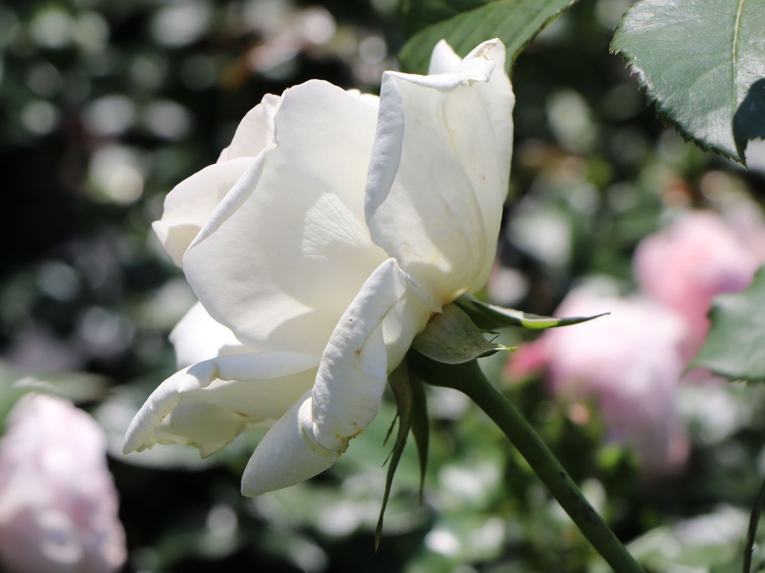 Edelrose 'Irina' ® - Rosa 'Irina' ®